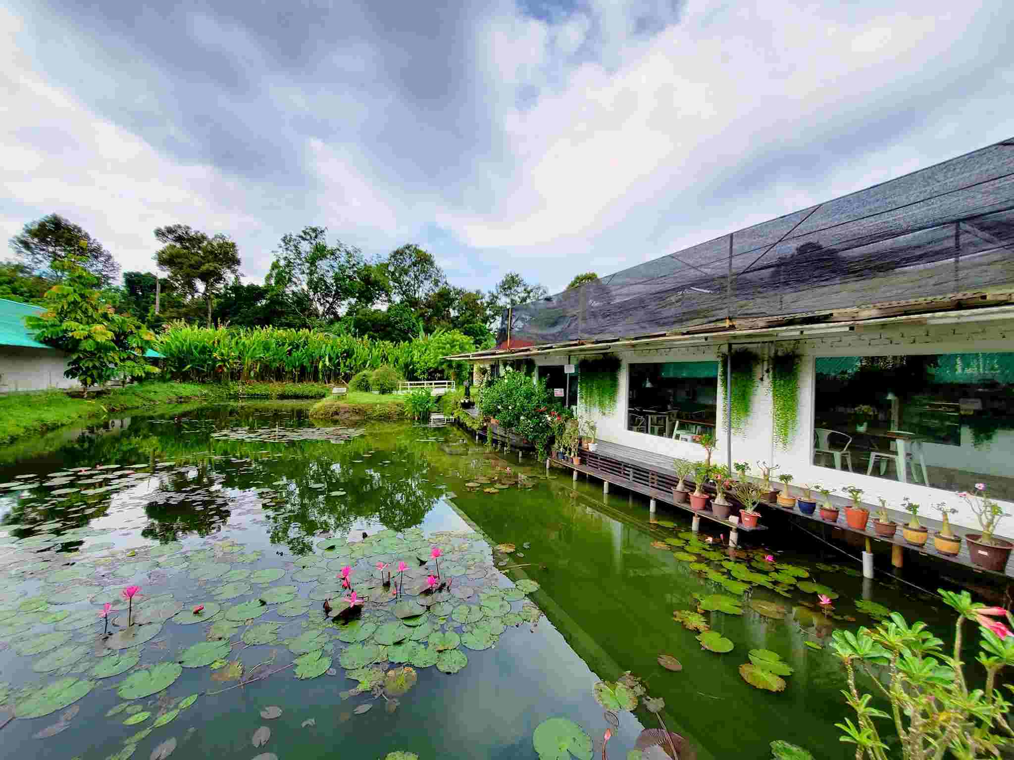 Florescence by World of Phalaenopsis Cafe
